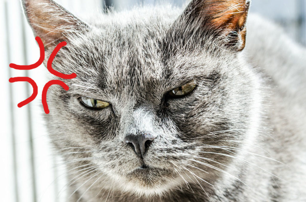 angrycat