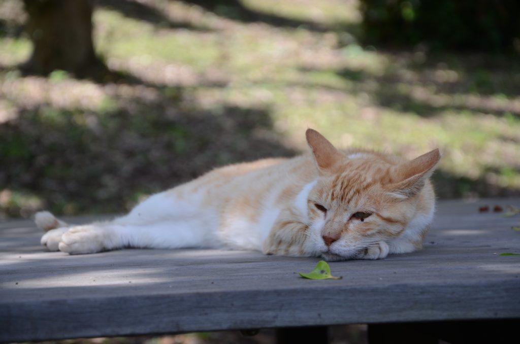 のんびり・ゆったり